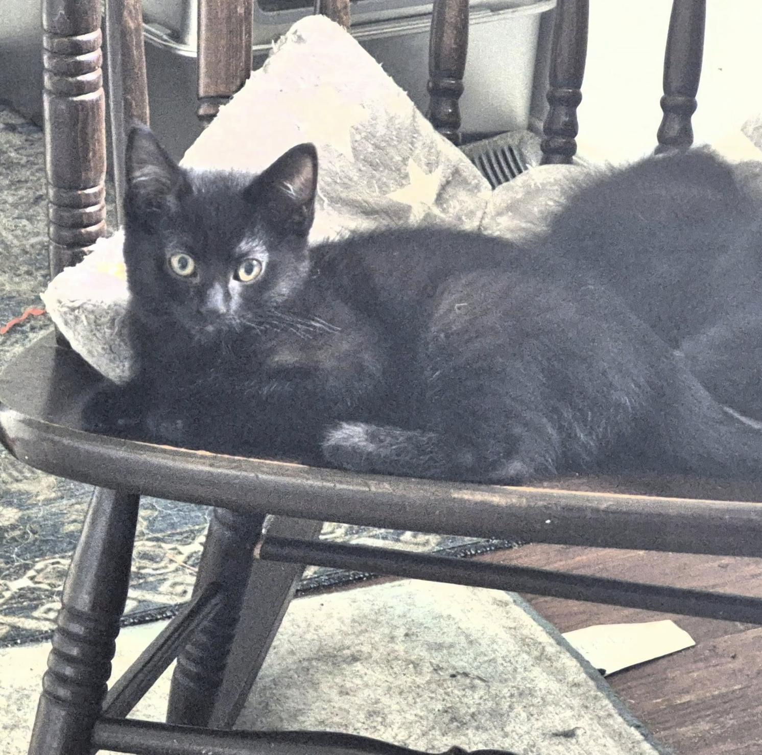 Enlarge Indee, a Adoptable Domestic Short Hair in Rochester, NY image 2/2