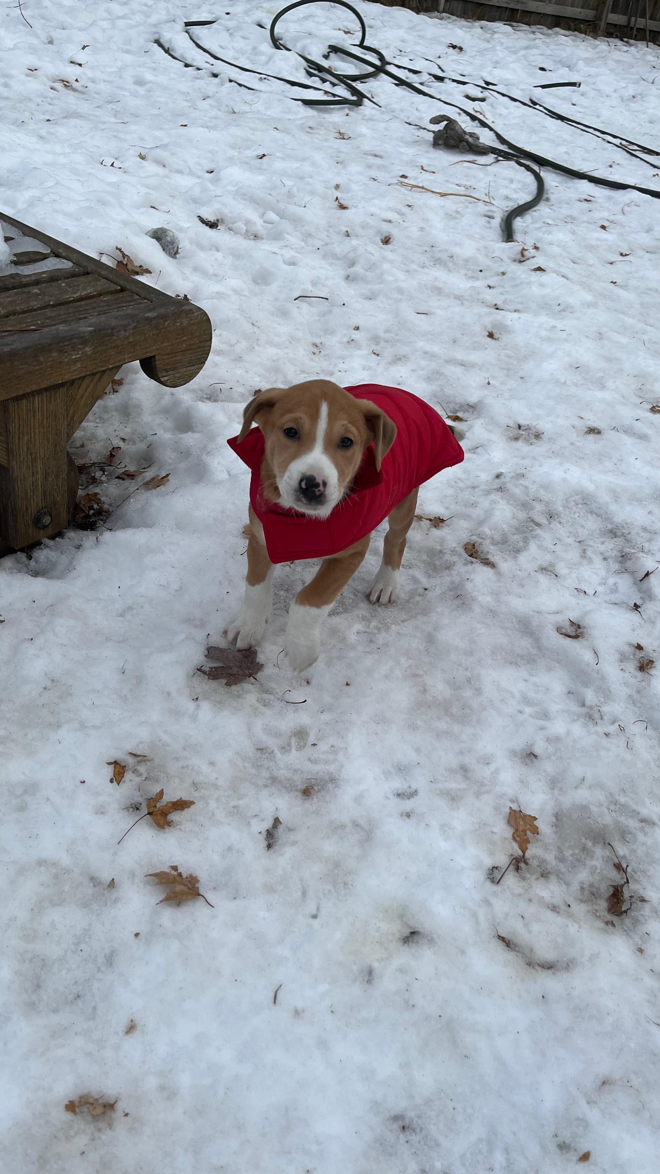 Enlarge Parker, a Adoptable mixed breed in Minneapolis, MN image 5/5
