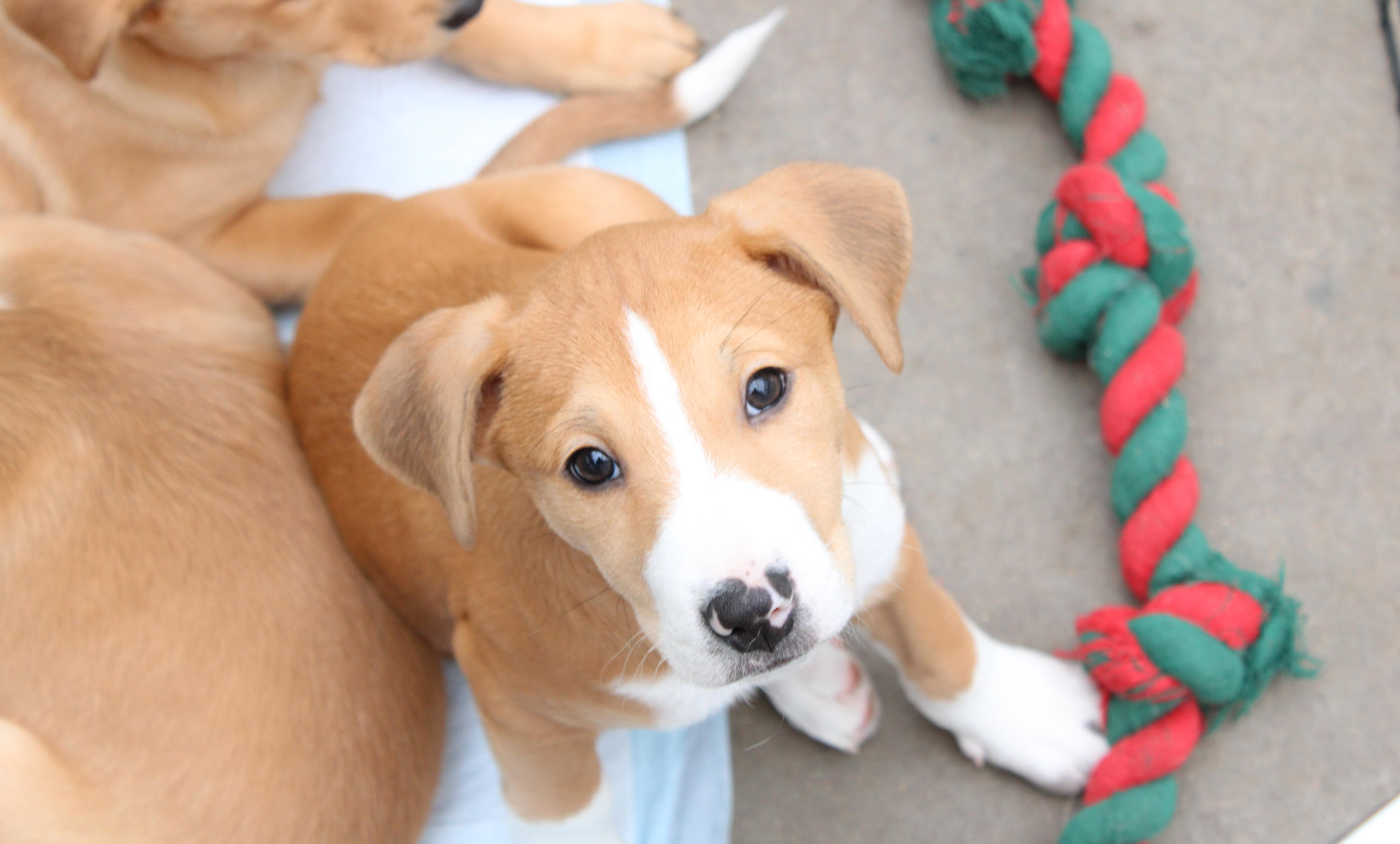 Parker, Adoptable, Puppy Male Retriever & Mixed Breed.
