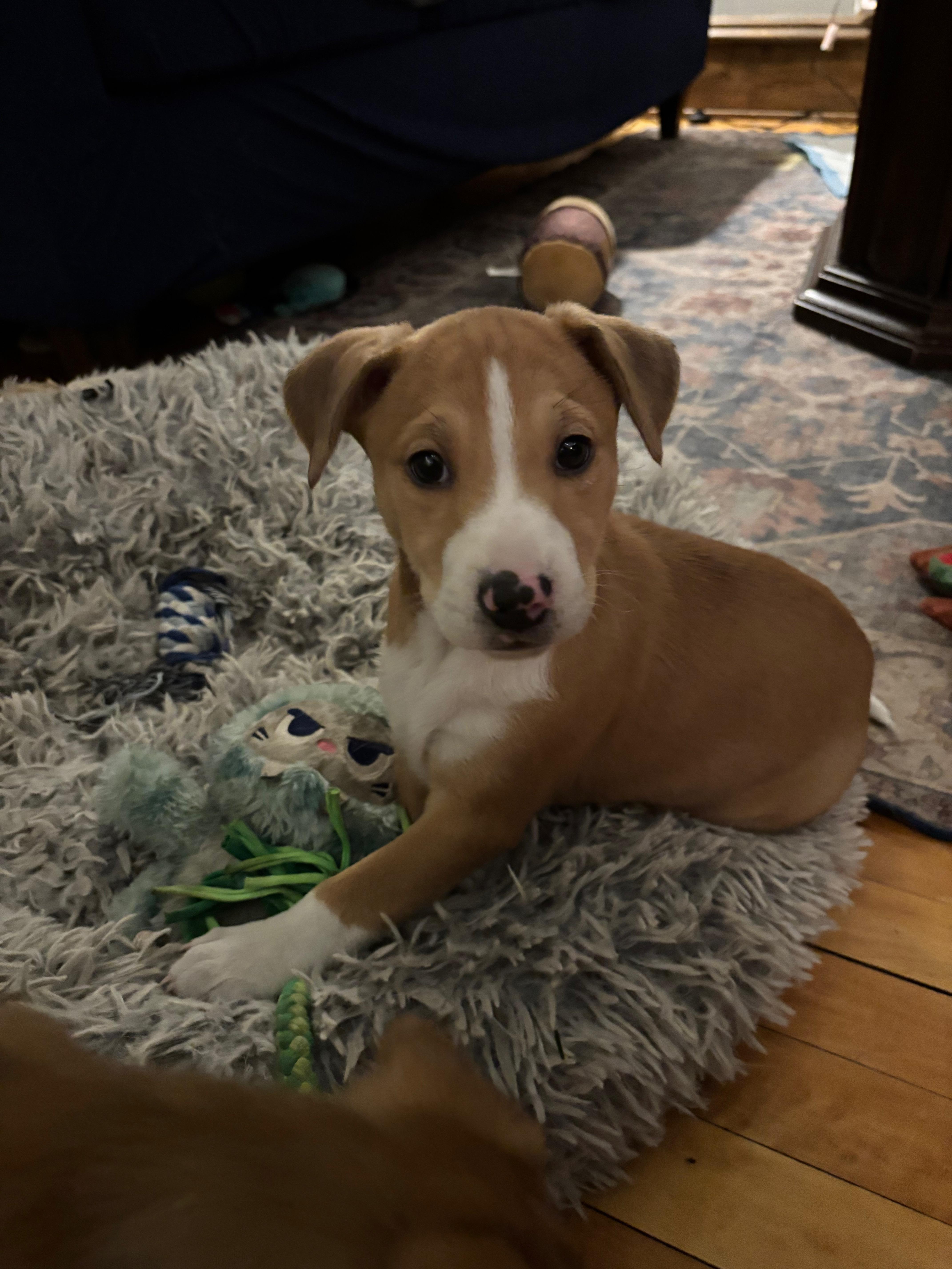 Enlarge Parker, a Adoptable mixed breed in Minneapolis, MN image 4/5