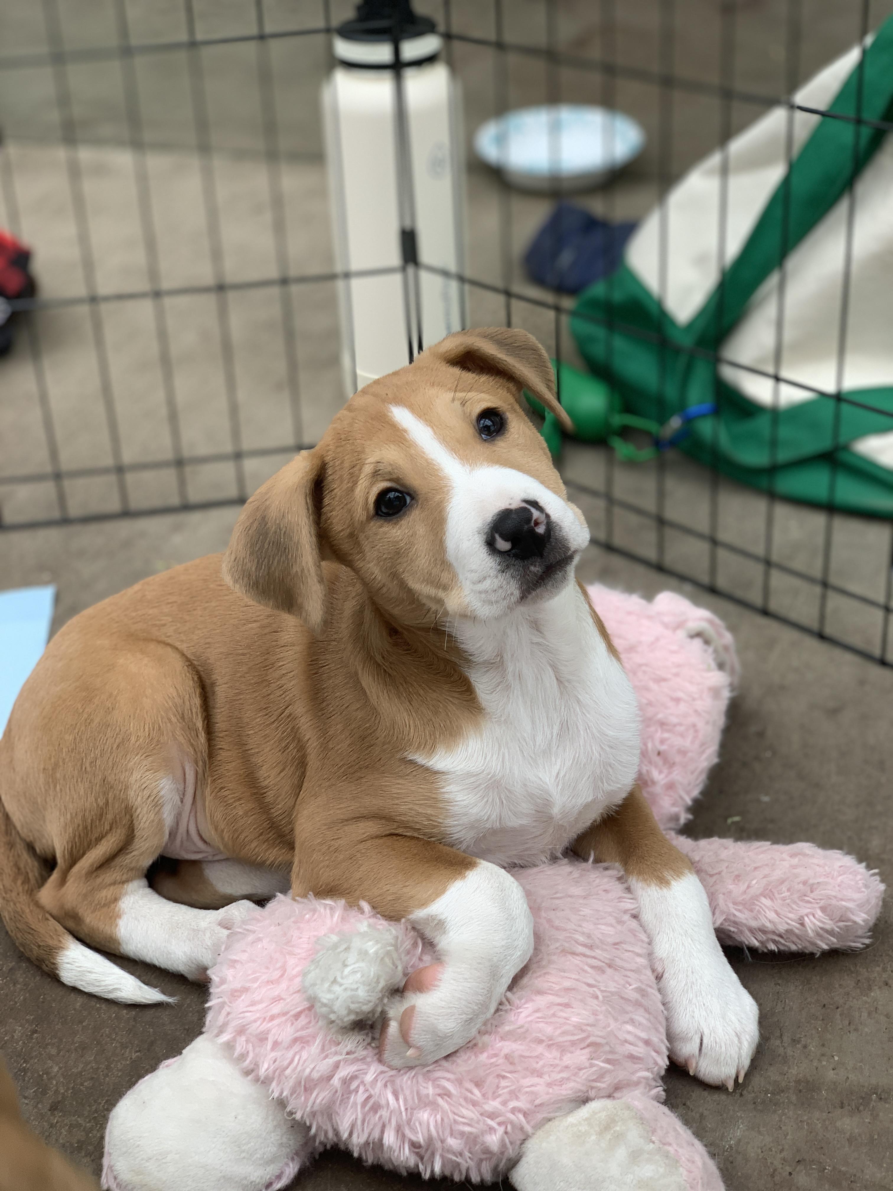 Parker, Adoptable, Puppy Male Retriever & Mixed Breed.