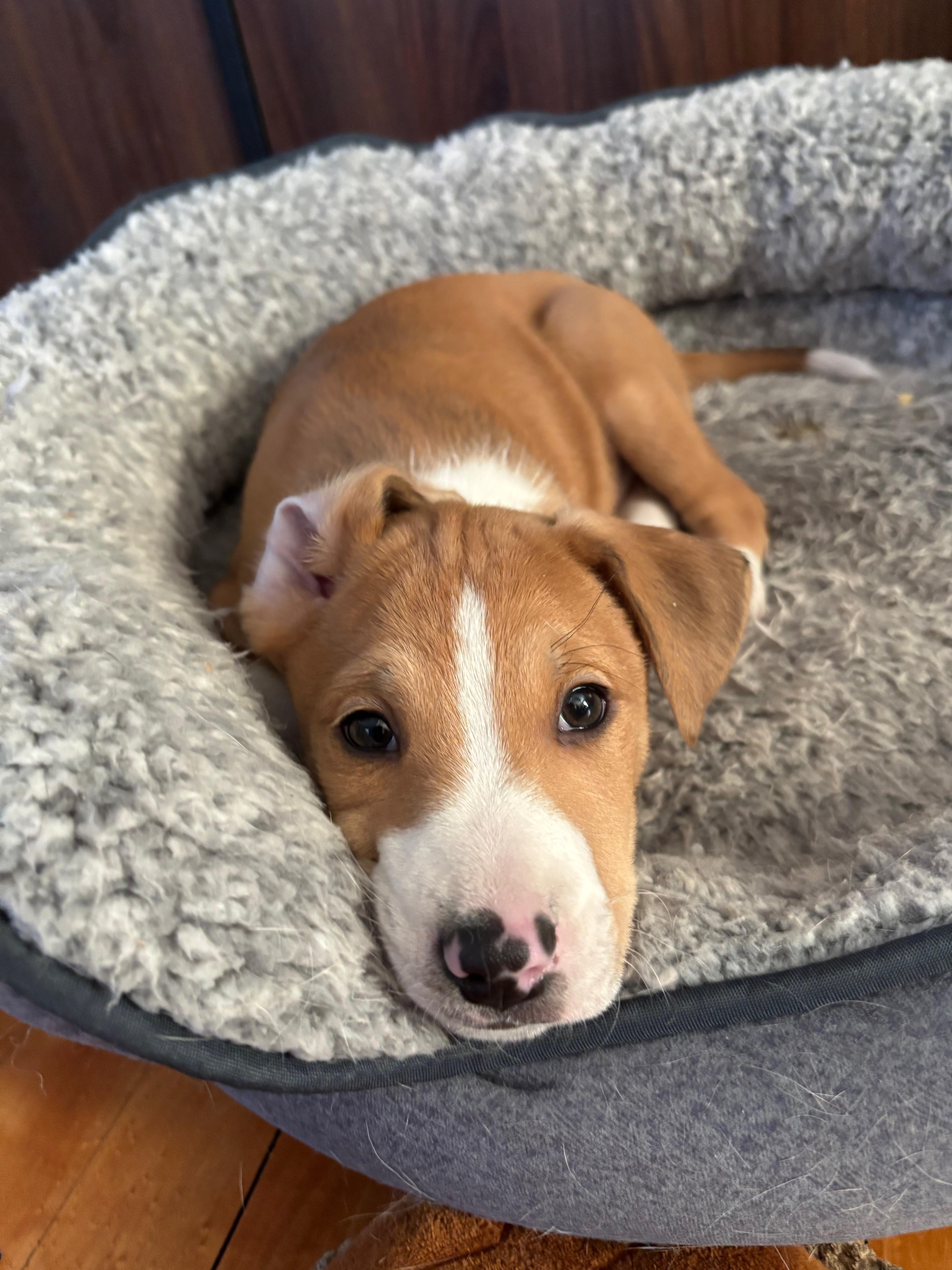 Parker, Adoptable, Puppy Male Retriever & Mixed Breed.