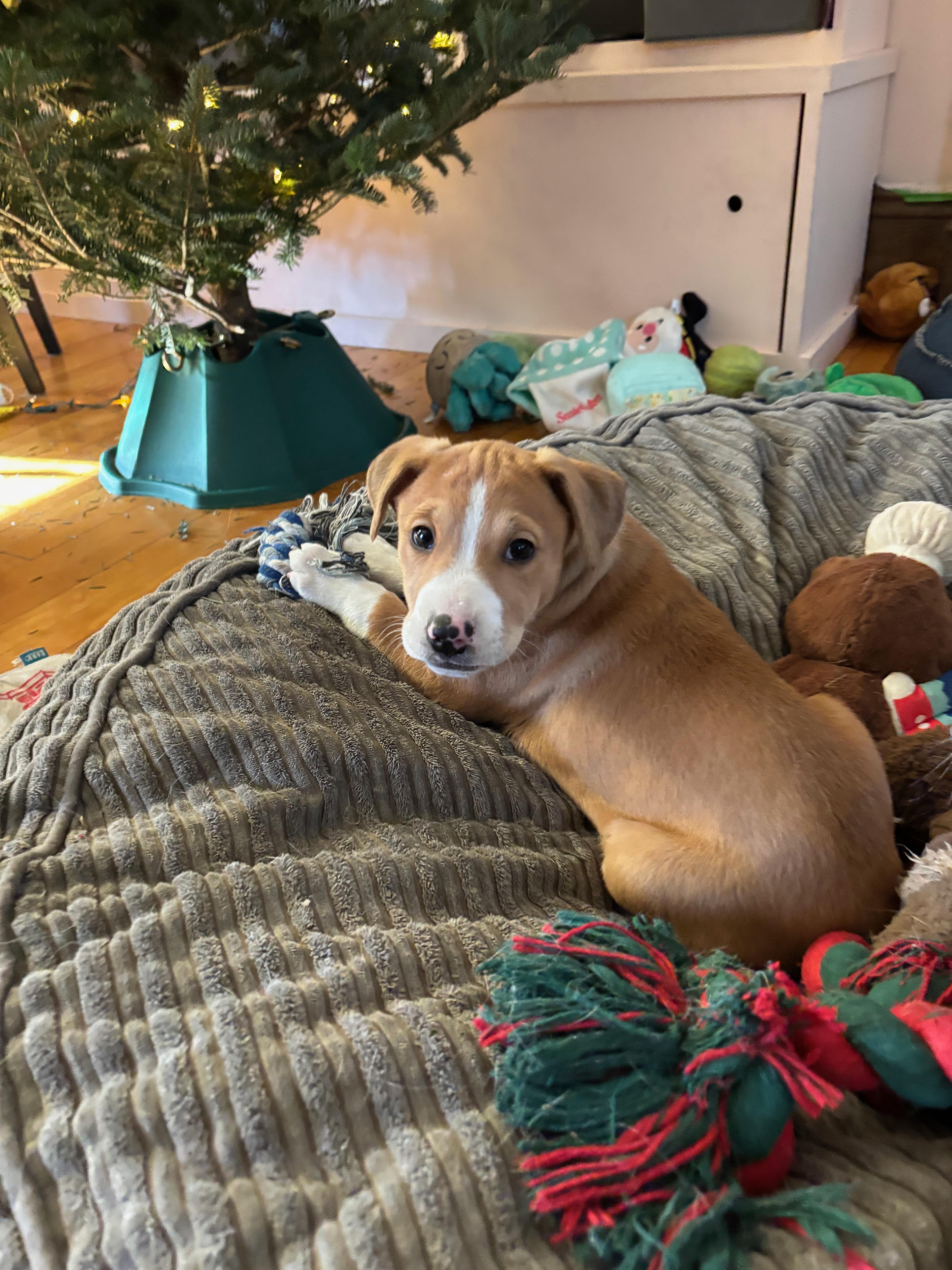 Enlarge Parker, a Adoptable mixed breed in Minneapolis, MN image 3/5