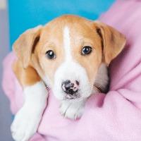Enlarge Parker, a Adoptable mixed breed in Minneapolis, MN image 2/5