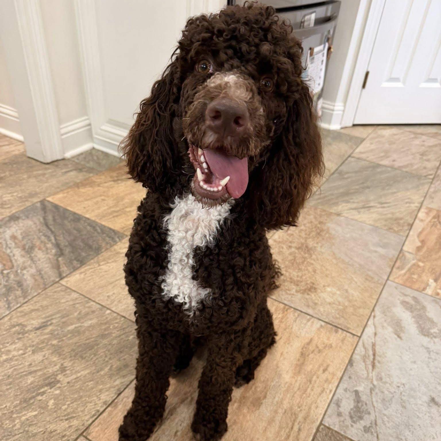 Staxx, adopted, Young Male Poodle.