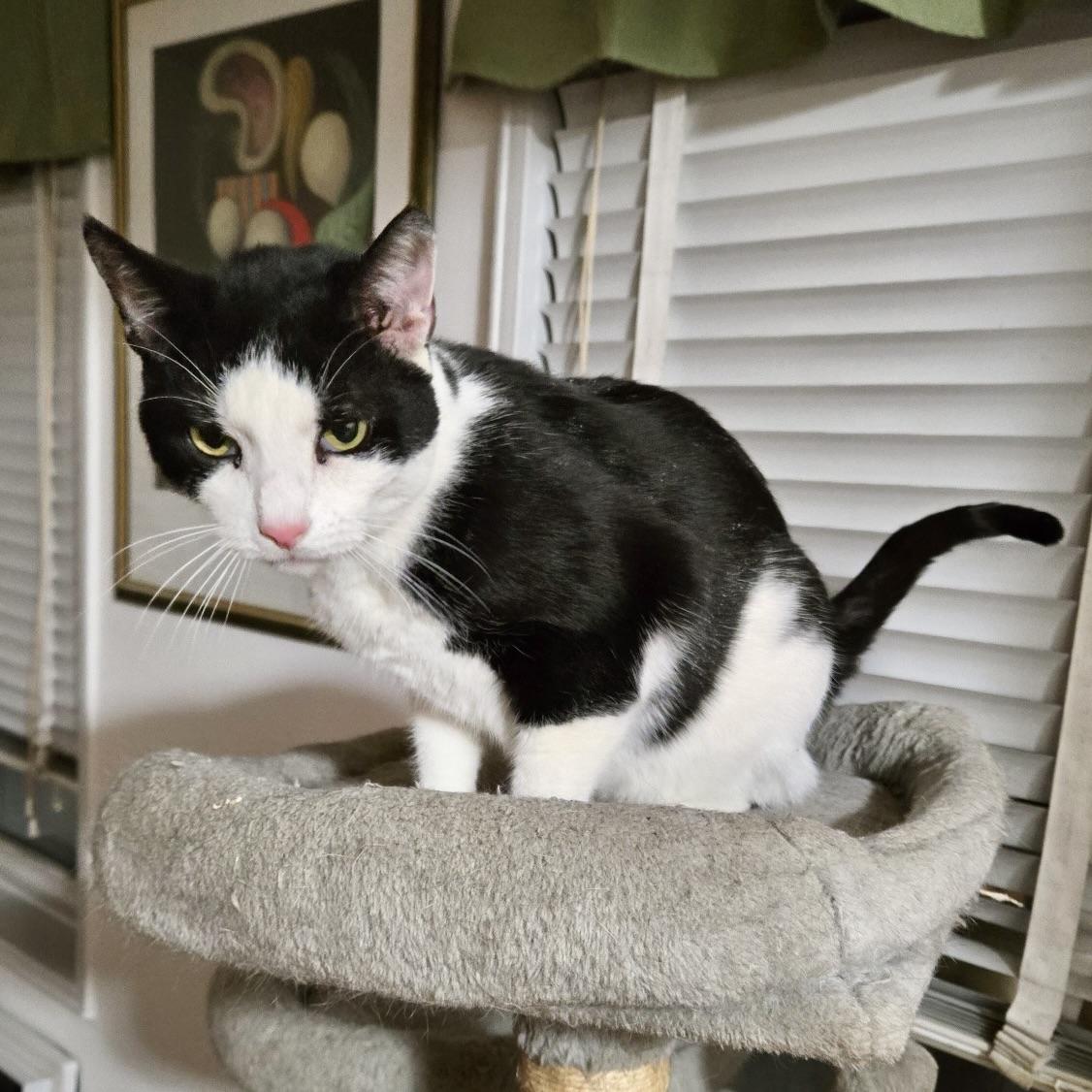 Enlarge Mix, a Adoptable Domestic Short Hair in New York, NY image 4/6