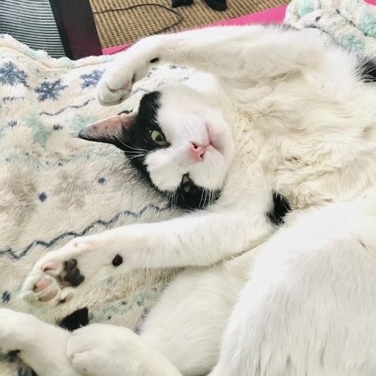 Enlarge Mix, a Adoptable Domestic Short Hair in New York, NY image 6/6