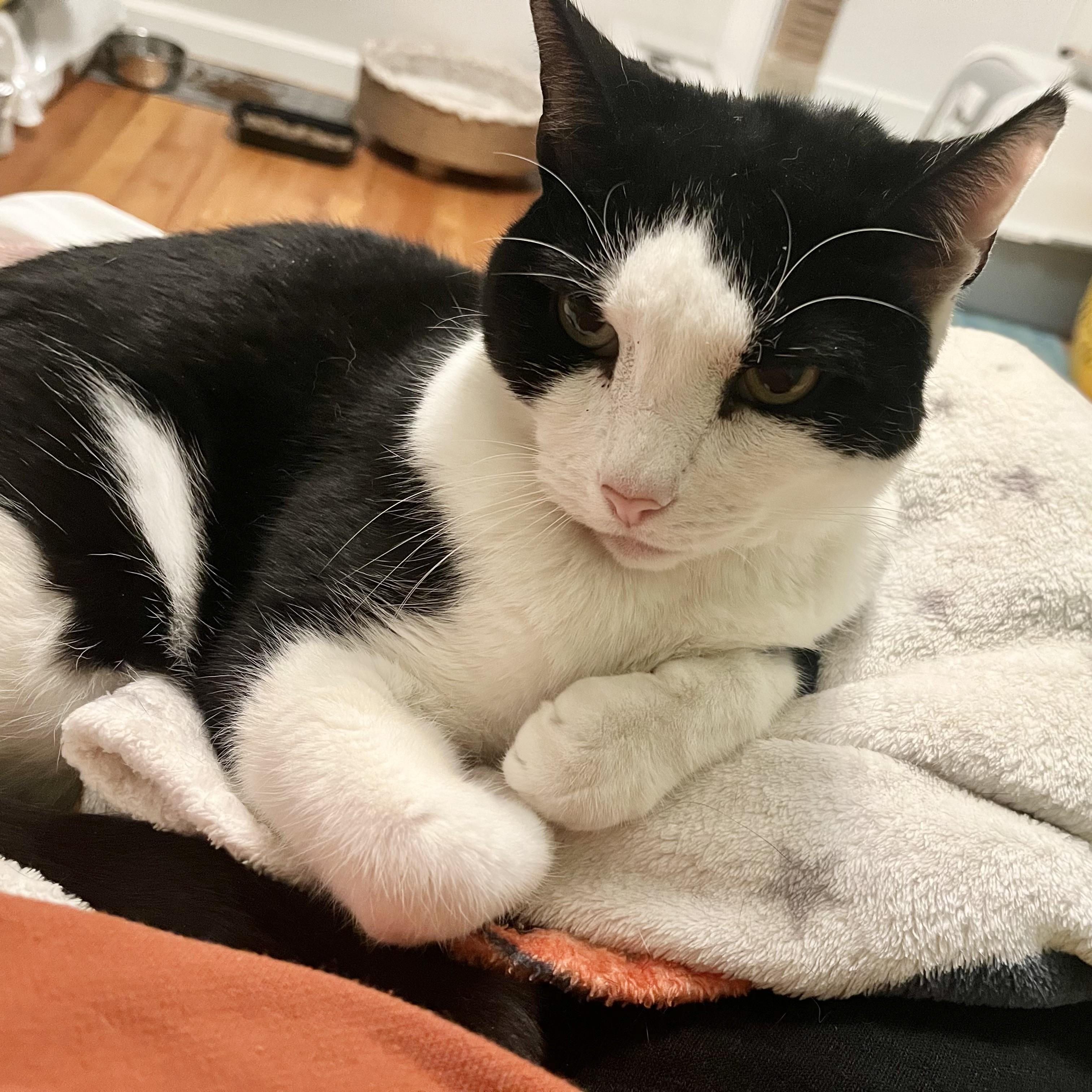 Enlarge Mix, a Adoptable Domestic Short Hair in New York, NY image 5/6