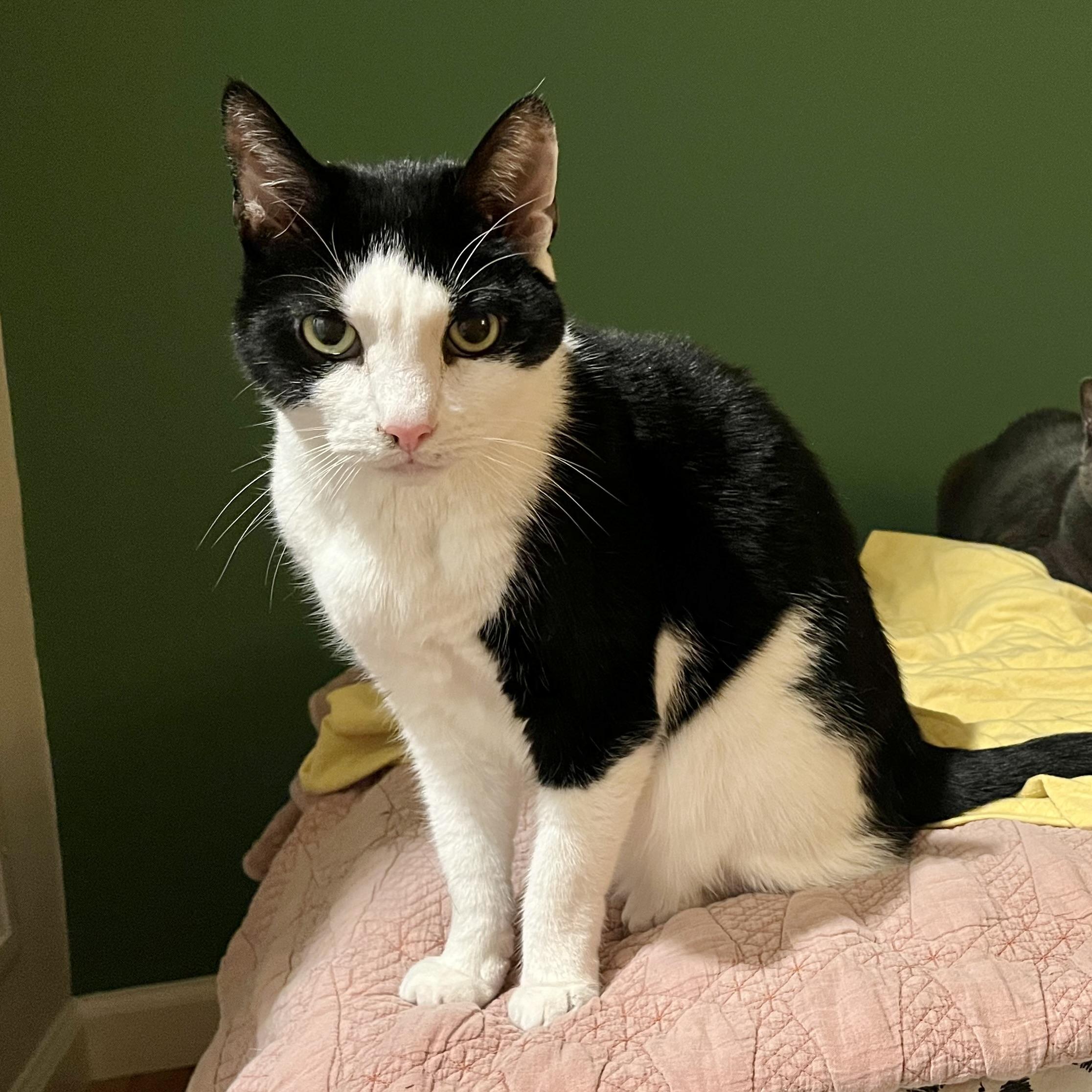 Enlarge Mix, a Adoptable Domestic Short Hair in New York, NY image 3/6