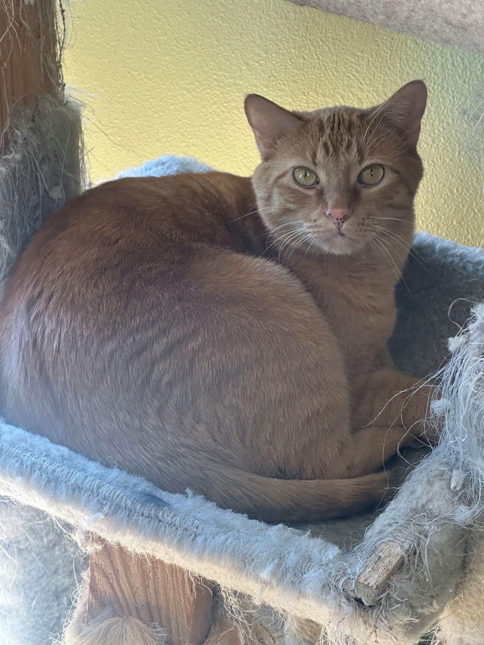 Enlarge Momo, a Adoptable Domestic Short Hair in Evergreen, CO image 1/3