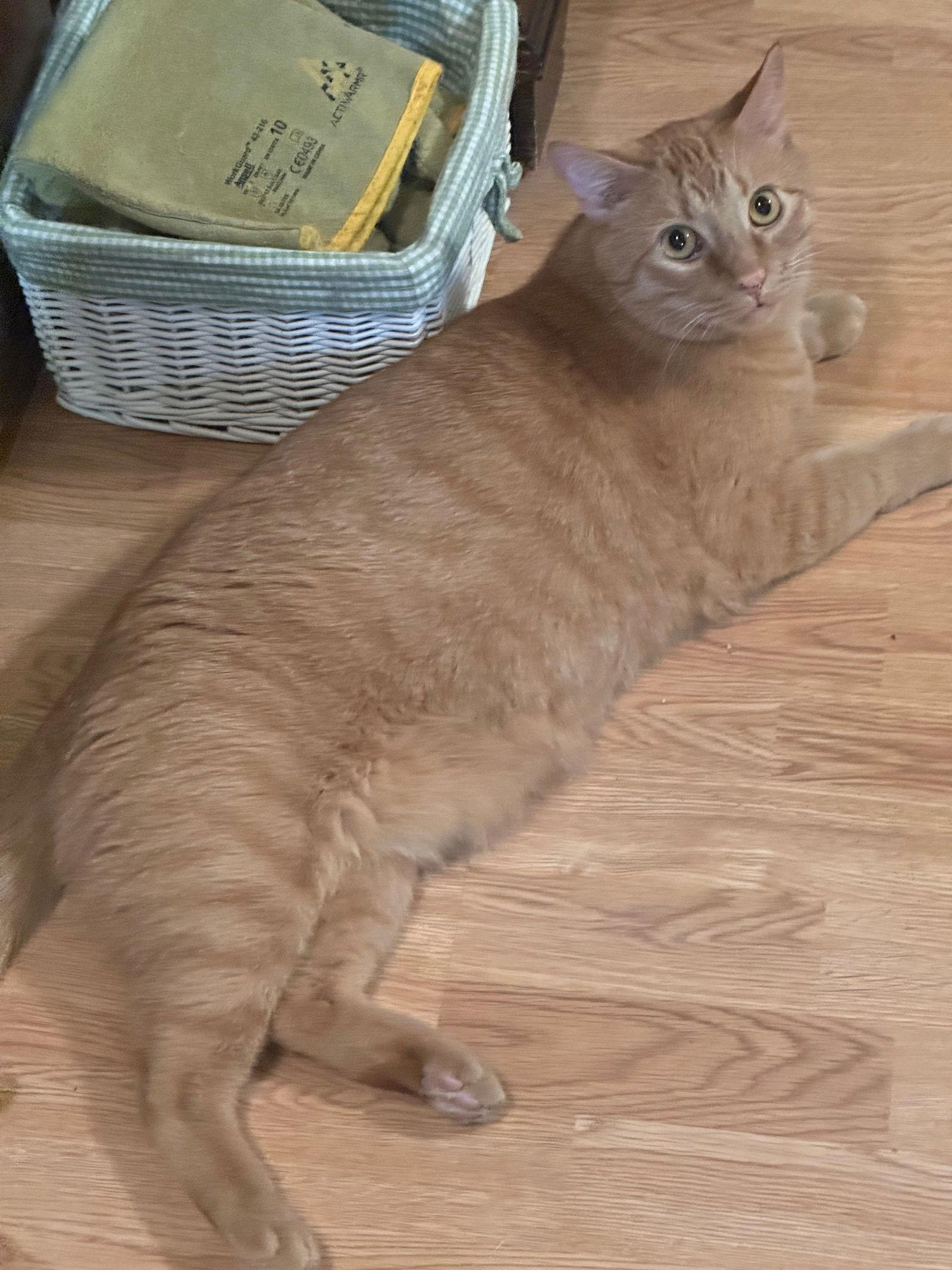 Enlarge Momo, a Adoptable Domestic Short Hair in Evergreen, CO image 2/3