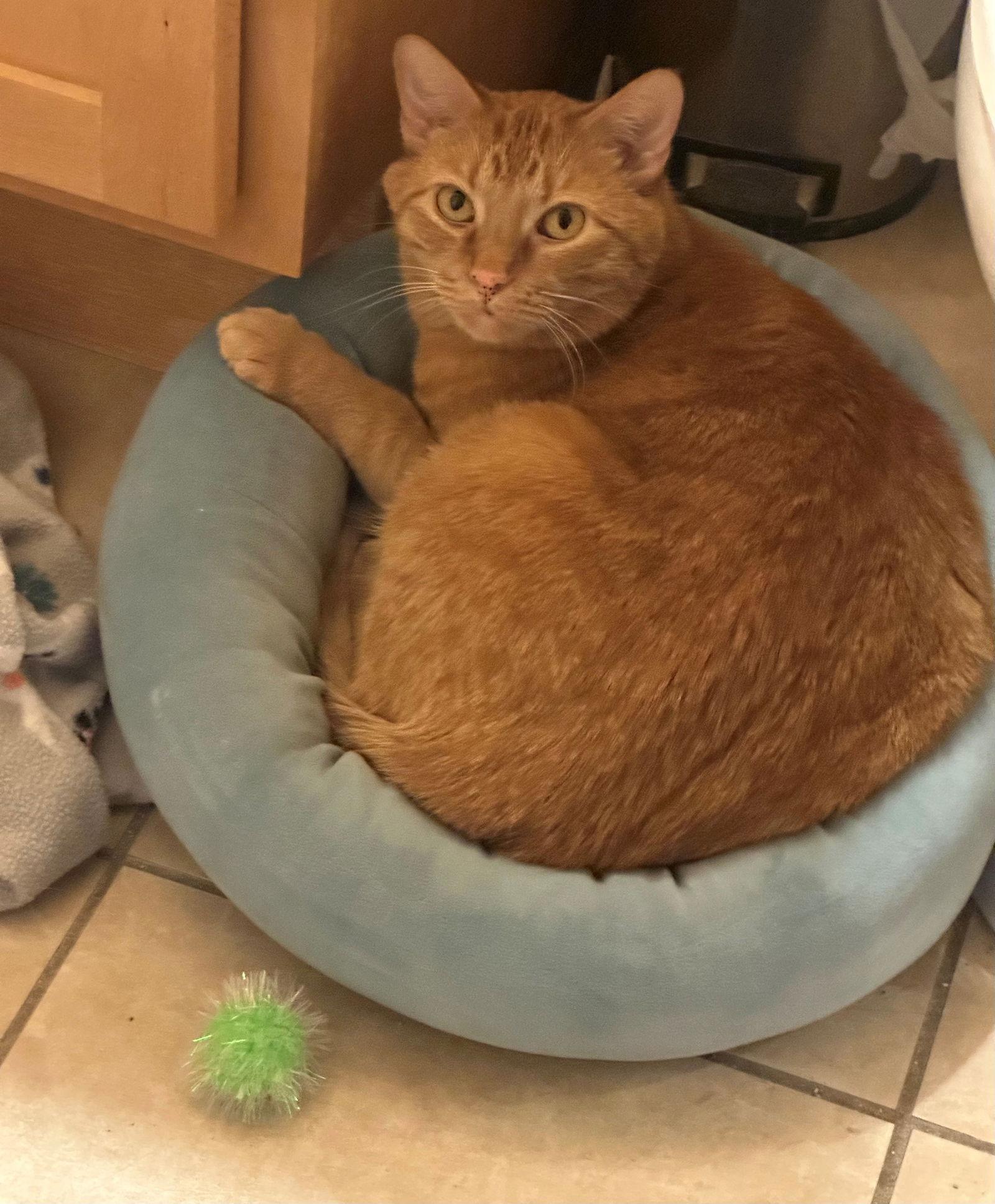 Enlarge Momo, a Adoptable Domestic Short Hair in Evergreen, CO image 3/3