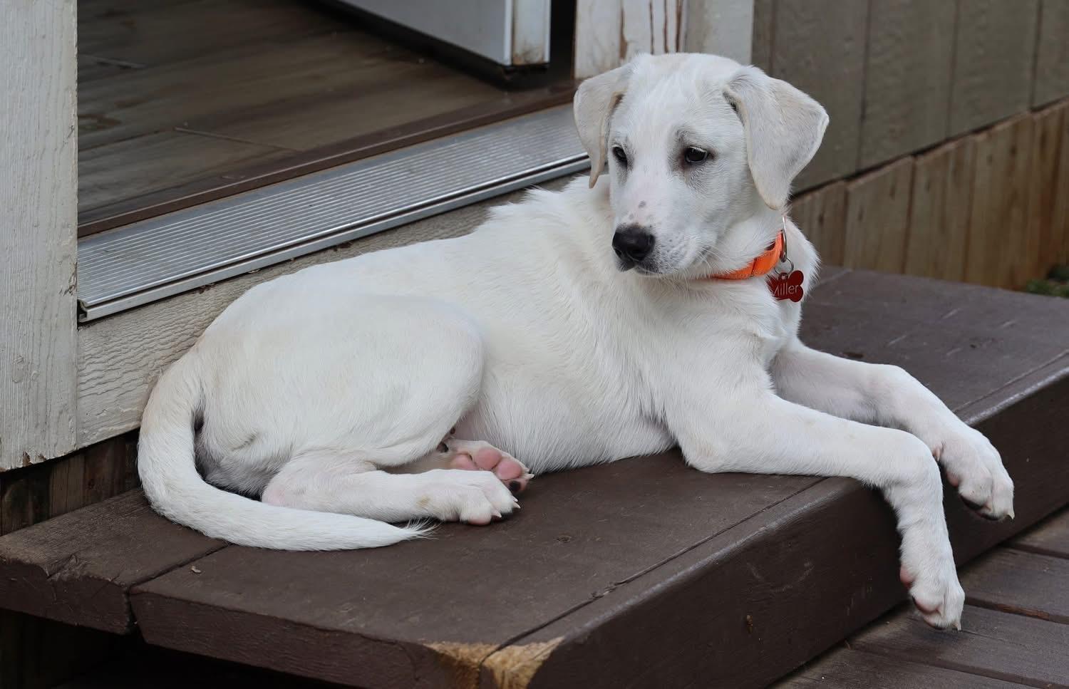 Enlarge Dickenson, a ADOPTABLE mixed breed in Southlake, TX image 3/5