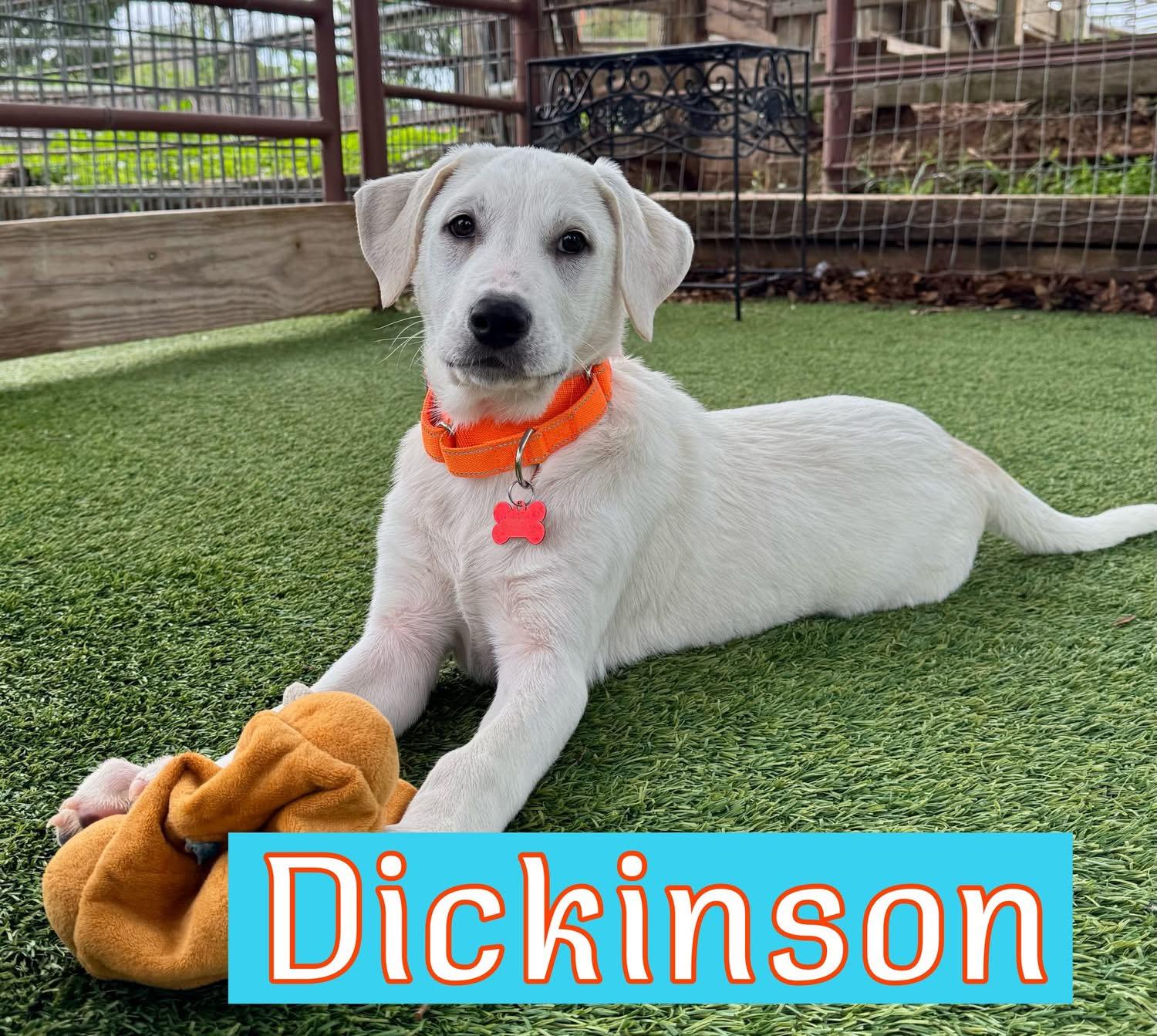 Enlarge Dickenson, a ADOPTABLE mixed breed in Southlake, TX image 1/5