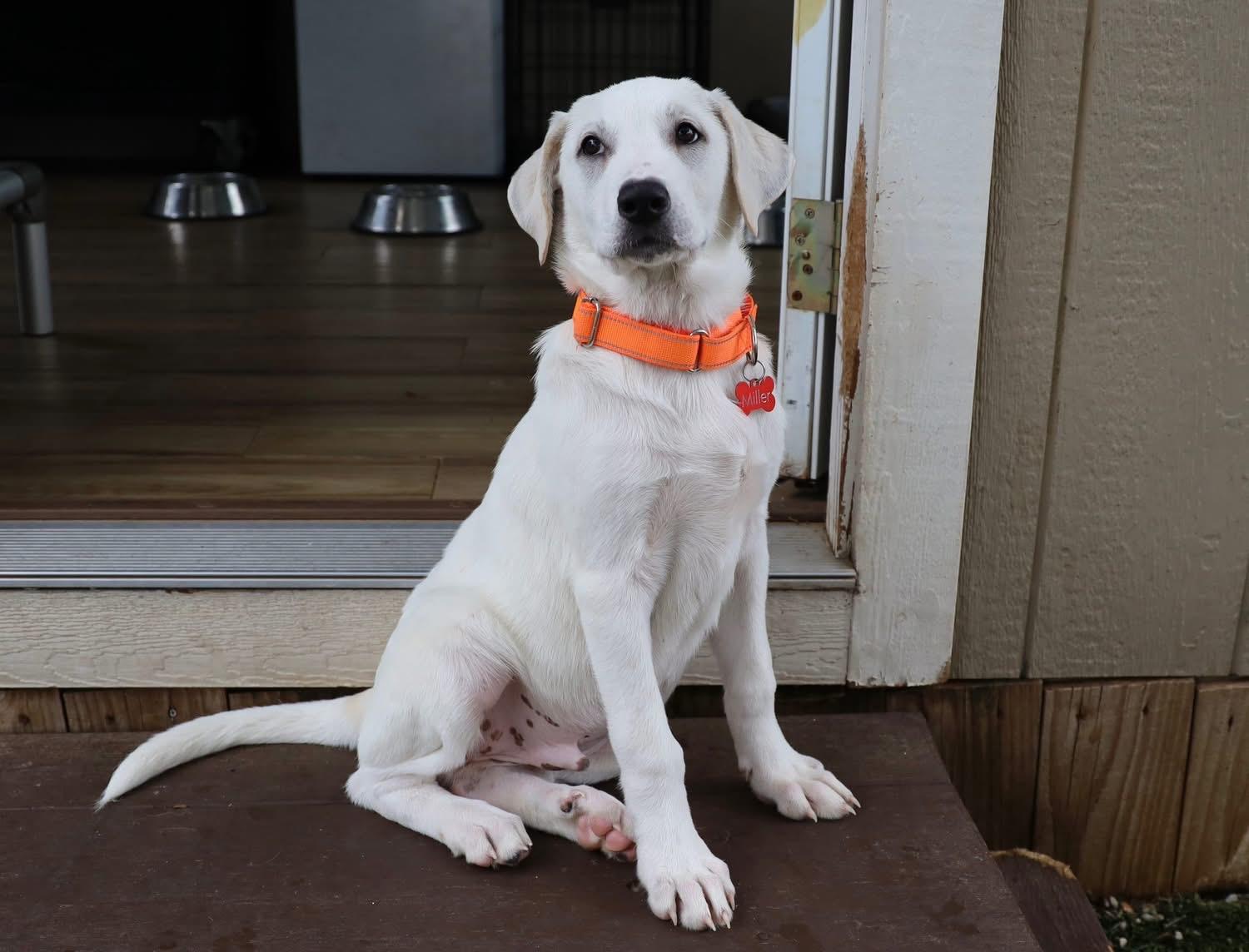 Enlarge Dickenson, a ADOPTABLE mixed breed in Southlake, TX image 4/5