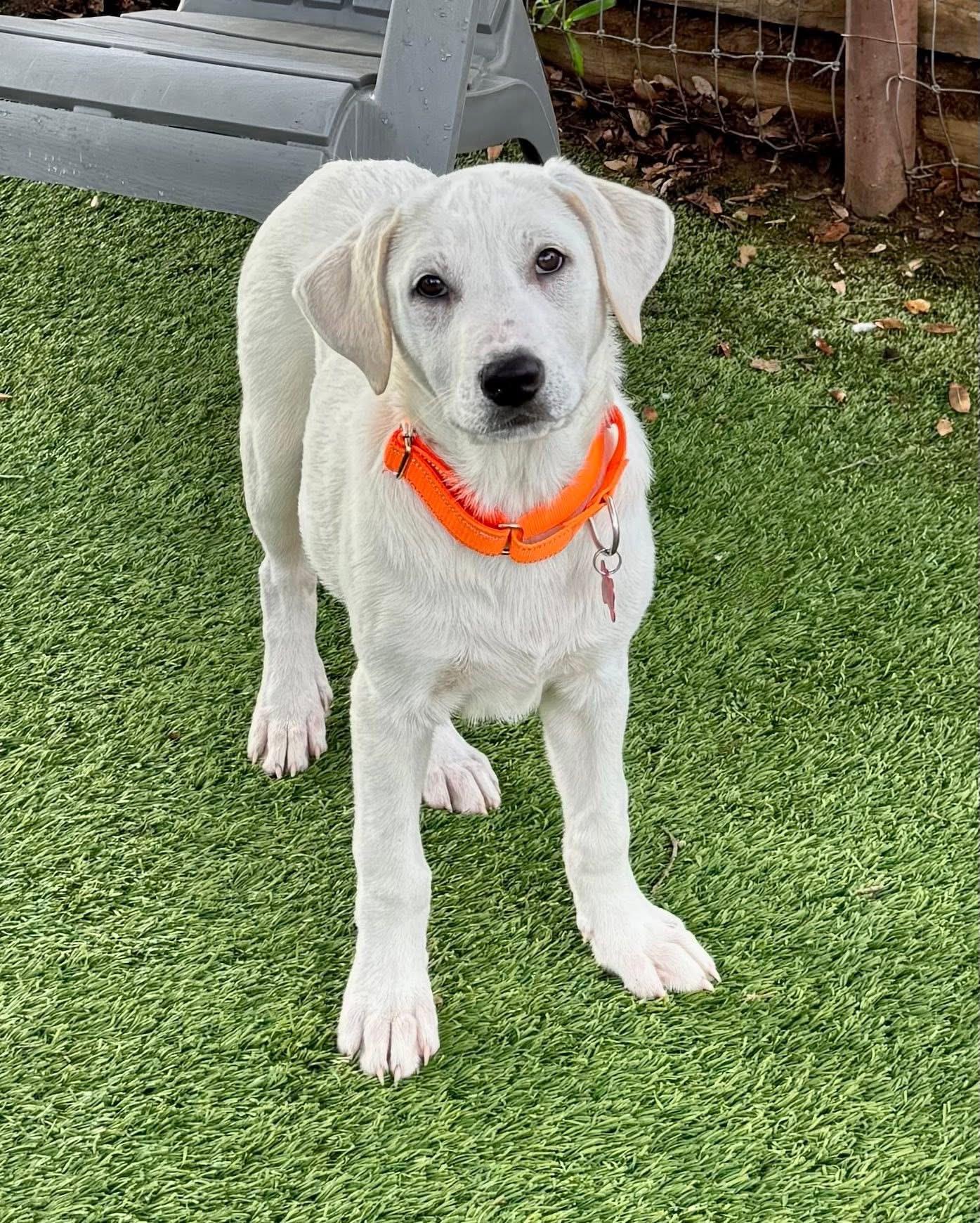 Enlarge Dickenson, a ADOPTABLE mixed breed in Southlake, TX image 2/5