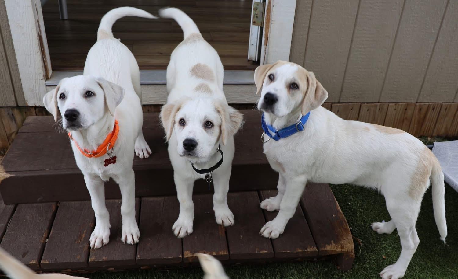 Enlarge Dickenson, a ADOPTABLE mixed breed in Southlake, TX image 5/5
