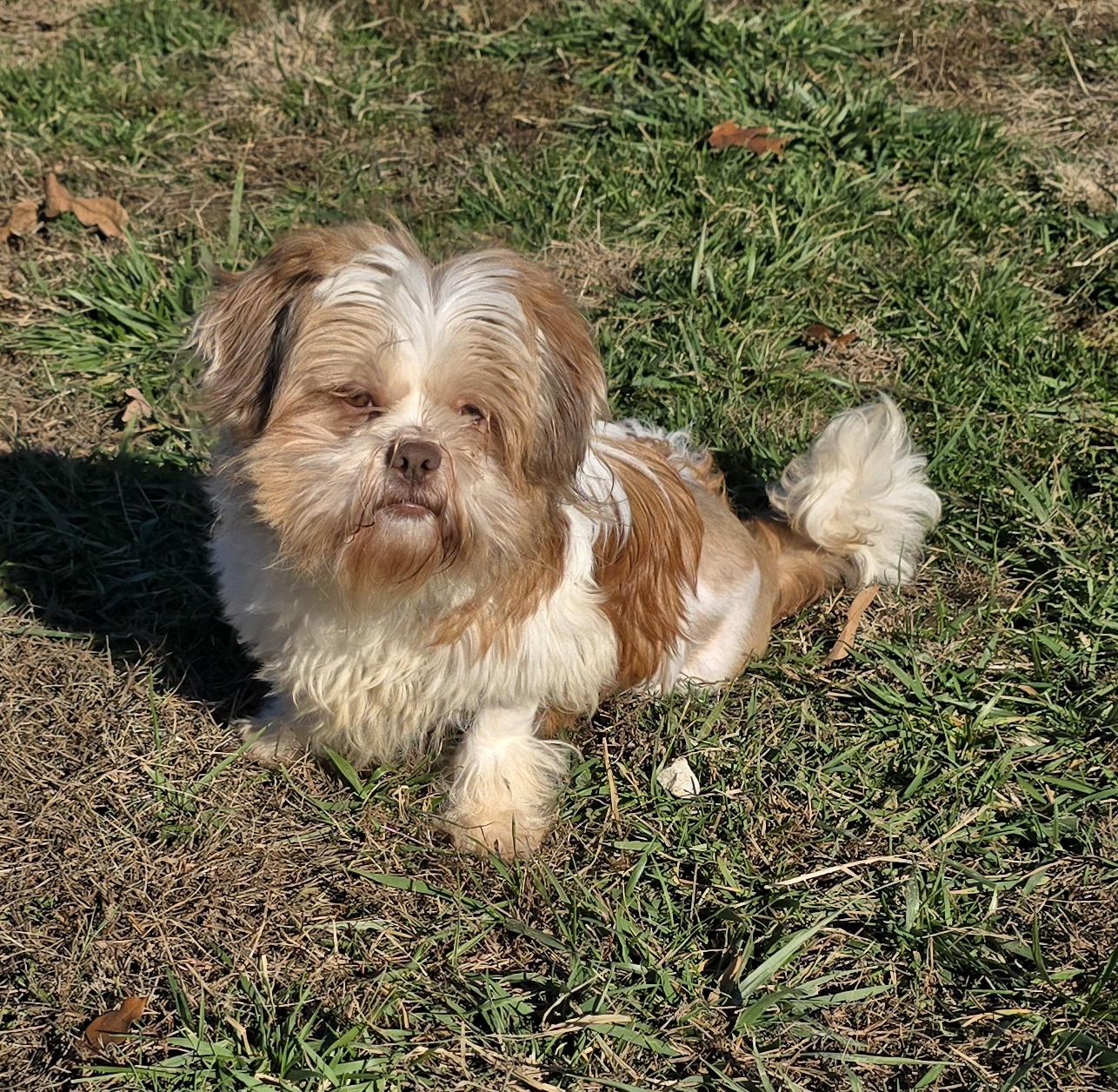 Acorn, Adoptable, Young Female Shih Tzu & Havanese.