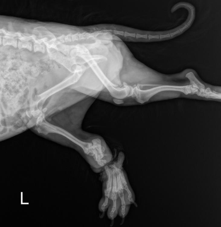 Enlarge Acorn, a Adoptable mixed breed in Terre Haute, IN image 2/5