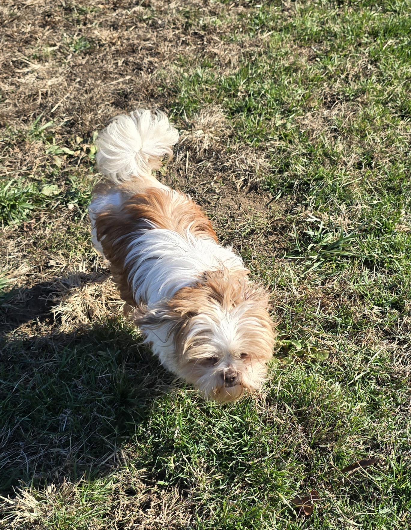 Enlarge Acorn, a Adoptable mixed breed in Terre Haute, IN image 3/5