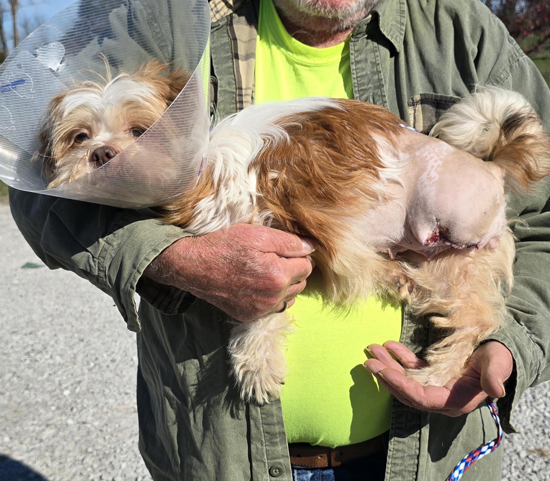 Enlarge Acorn, a Adoptable mixed breed in Terre Haute, IN image 4/5