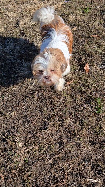 Enlarge Acorn, a Adoptable mixed breed in Terre Haute, IN video 5/5