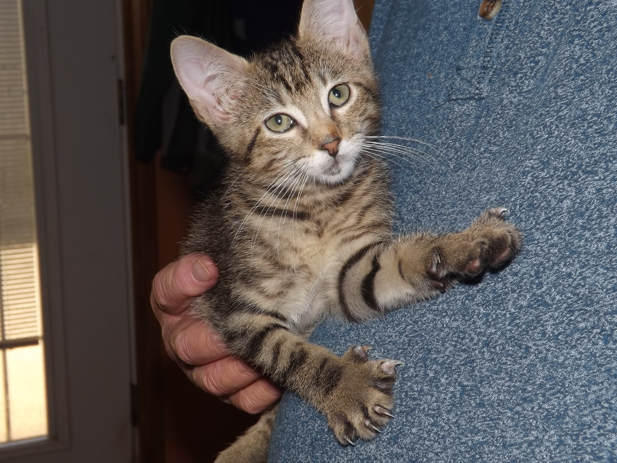 Herman Hermie), a Adoptable mixed breed in Simms, TX image 1/4