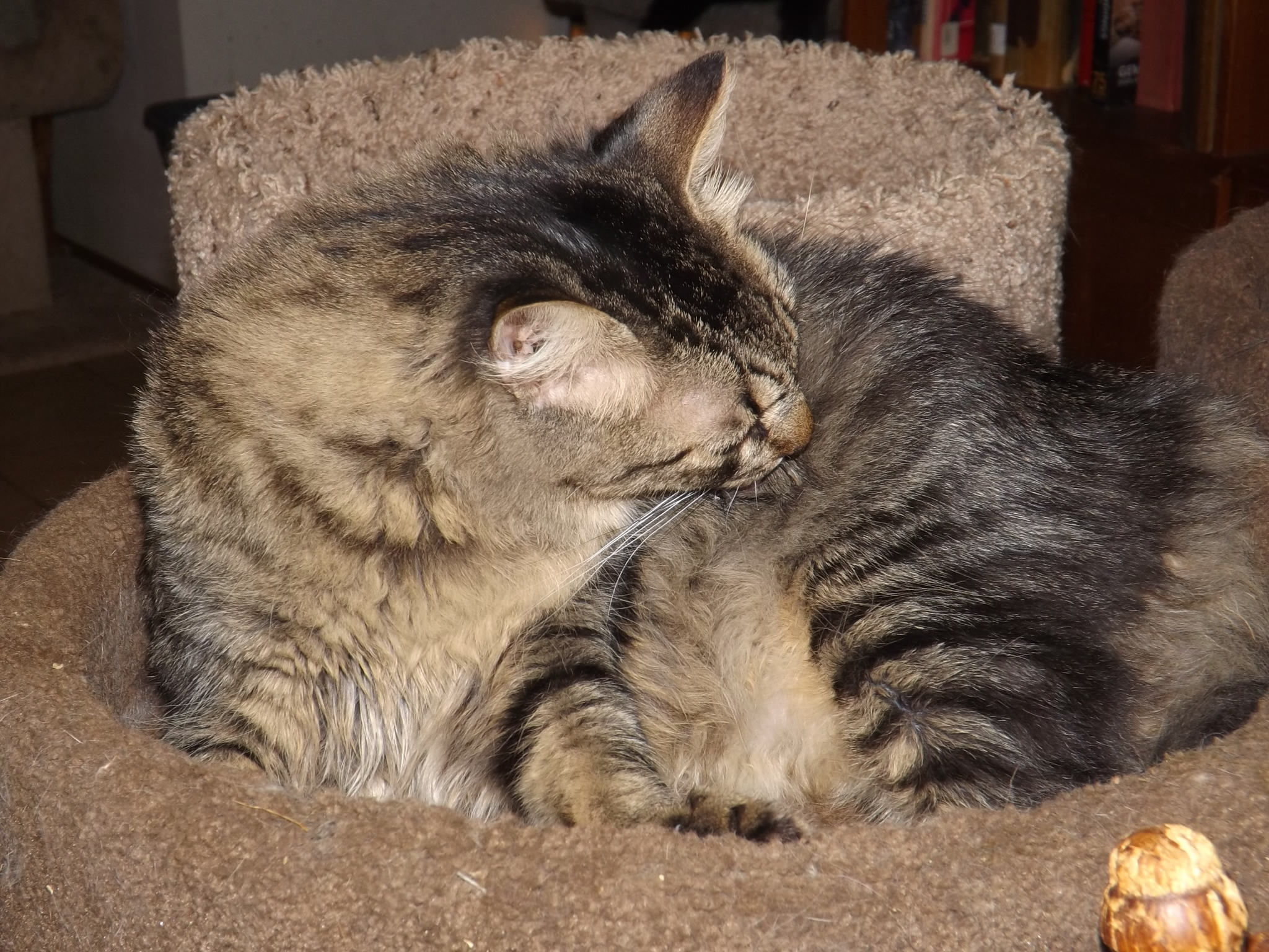 Herman Hermie), a Adoptable mixed breed in Simms, TX image 2/4