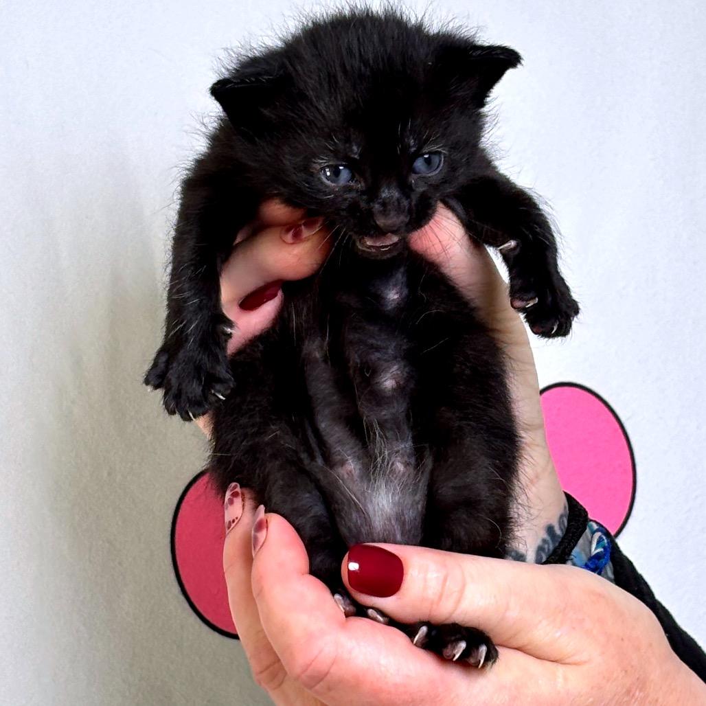 Grumpy, Adoptable, Kitten Male American Shorthair.