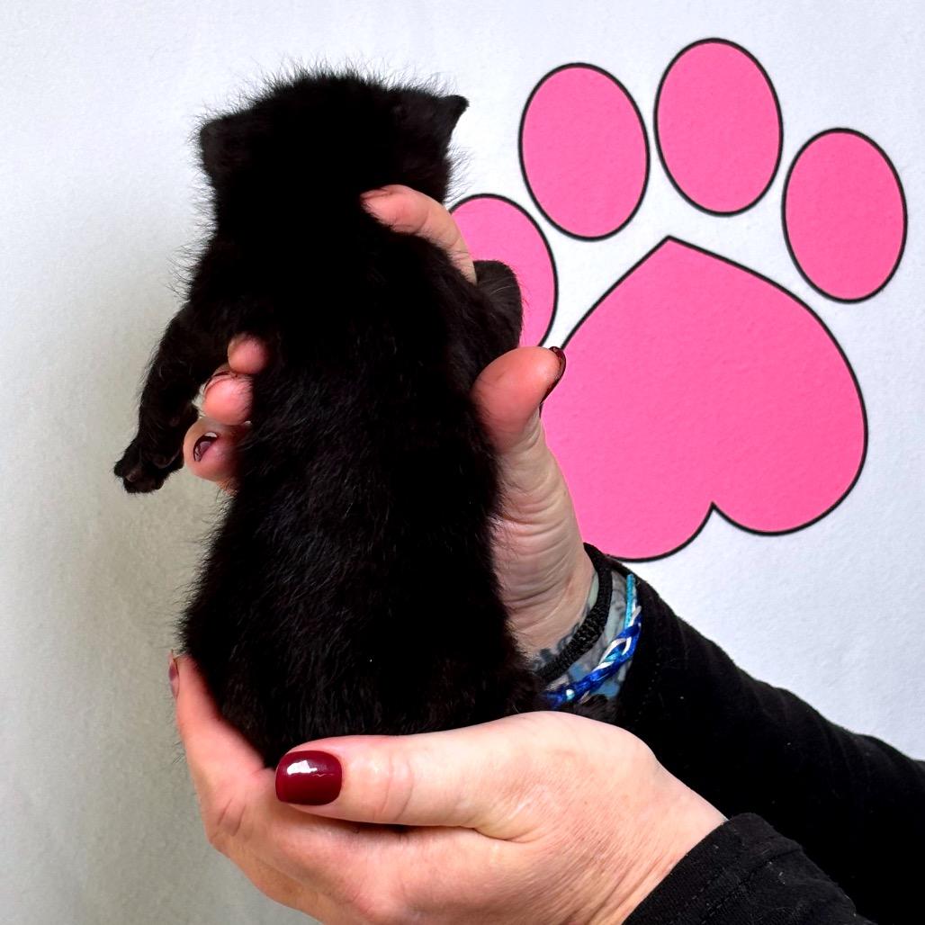 Enlarge Grumpy, a Adoptable mixed breed in Milton, FL image 2/6