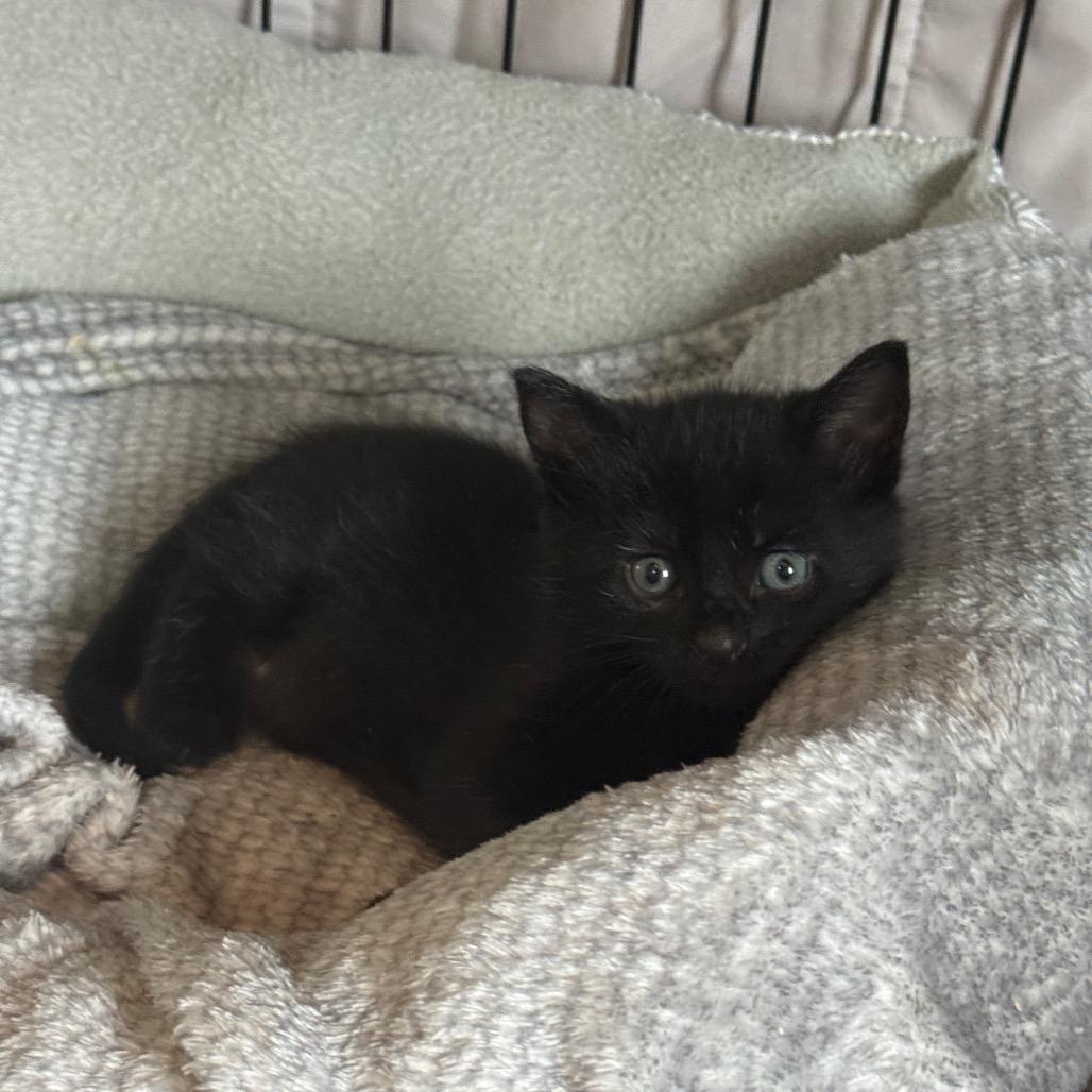 Enlarge Grumpy, a Adoptable mixed breed in Milton, FL image 3/6