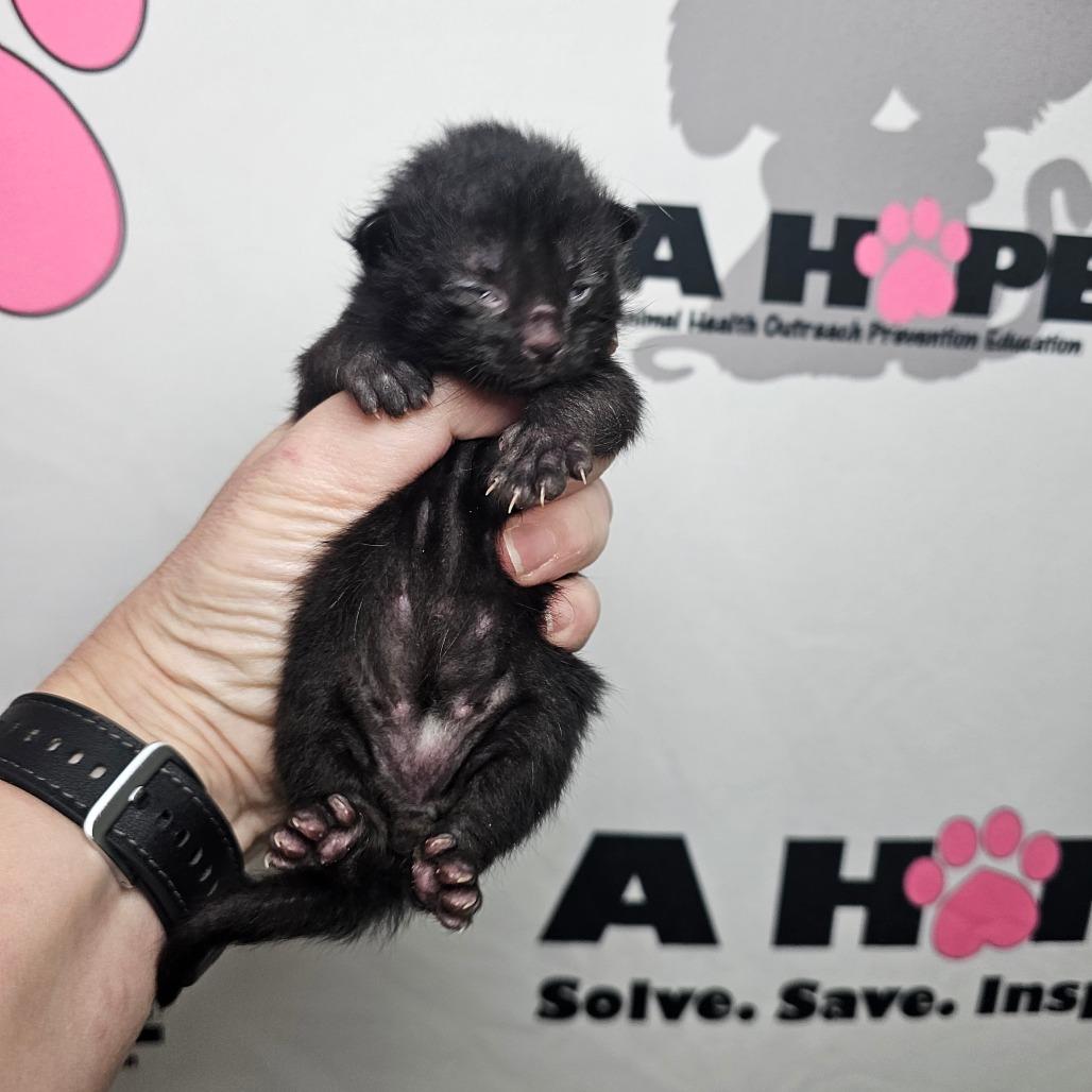 Enlarge Grumpy, a Adoptable mixed breed in Milton, FL image 1/2