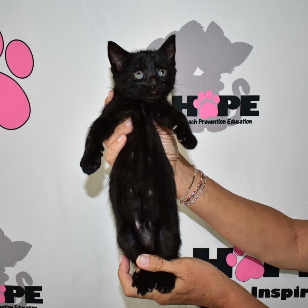 Enlarge Grumpy, a Adoptable mixed breed in Milton, FL image 5/6