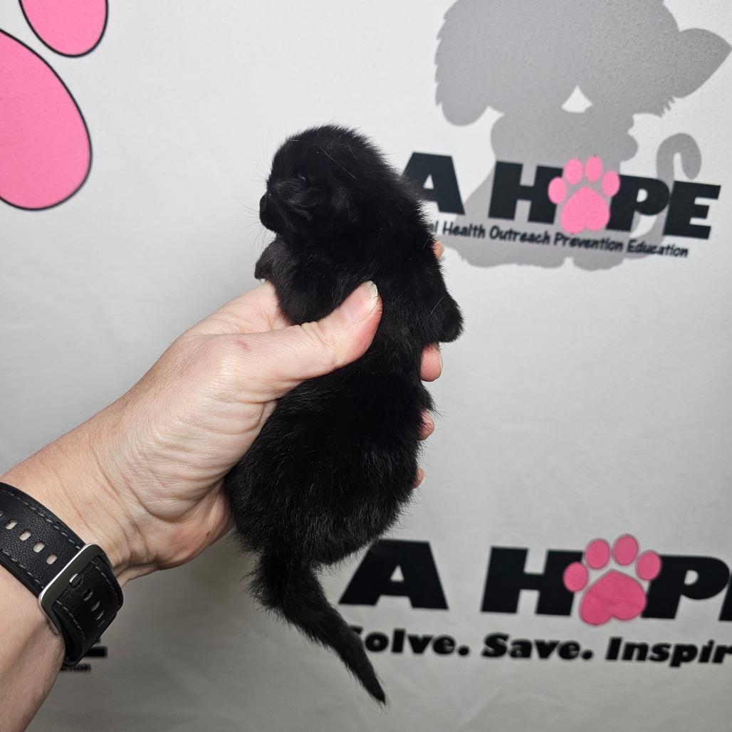 Enlarge Grumpy, a Adoptable mixed breed in Milton, FL image 2/2