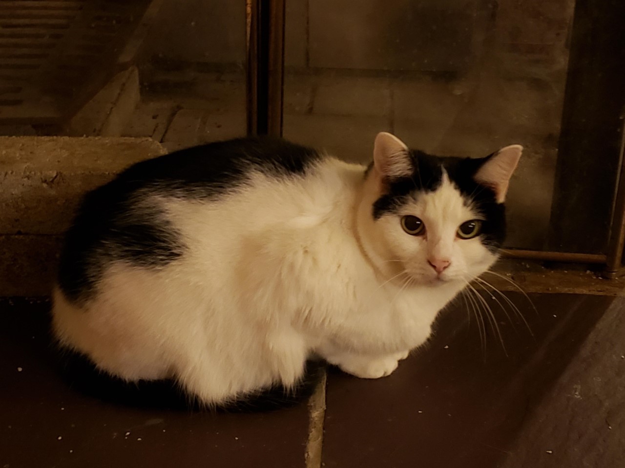 Penny - STILL AVAILABLE!, Adult Female unknown