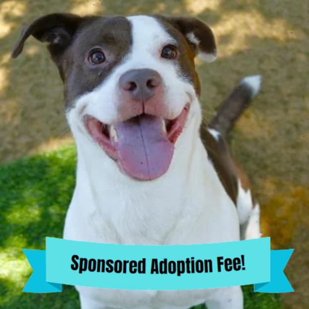 RJ, Adoptable, Adult Male American Staffordshire Terrier & Mixed Breed.