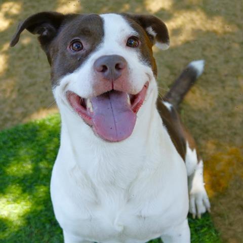 Enlarge RJ, a Adoptable mixed breed in Novelty, OH image 2/2