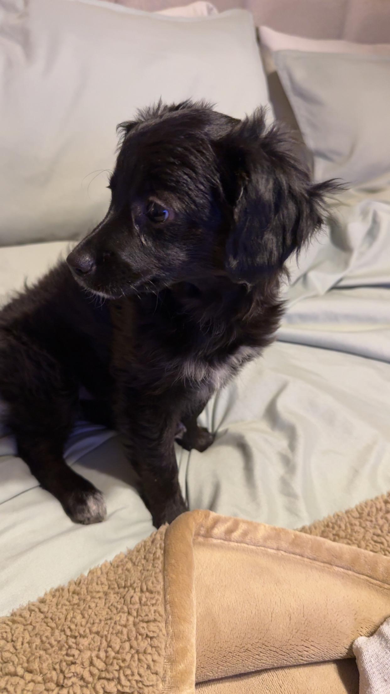Enlarge Magic, a ADOPTABLE Aussiedoodle in Covington, TN image 3/5