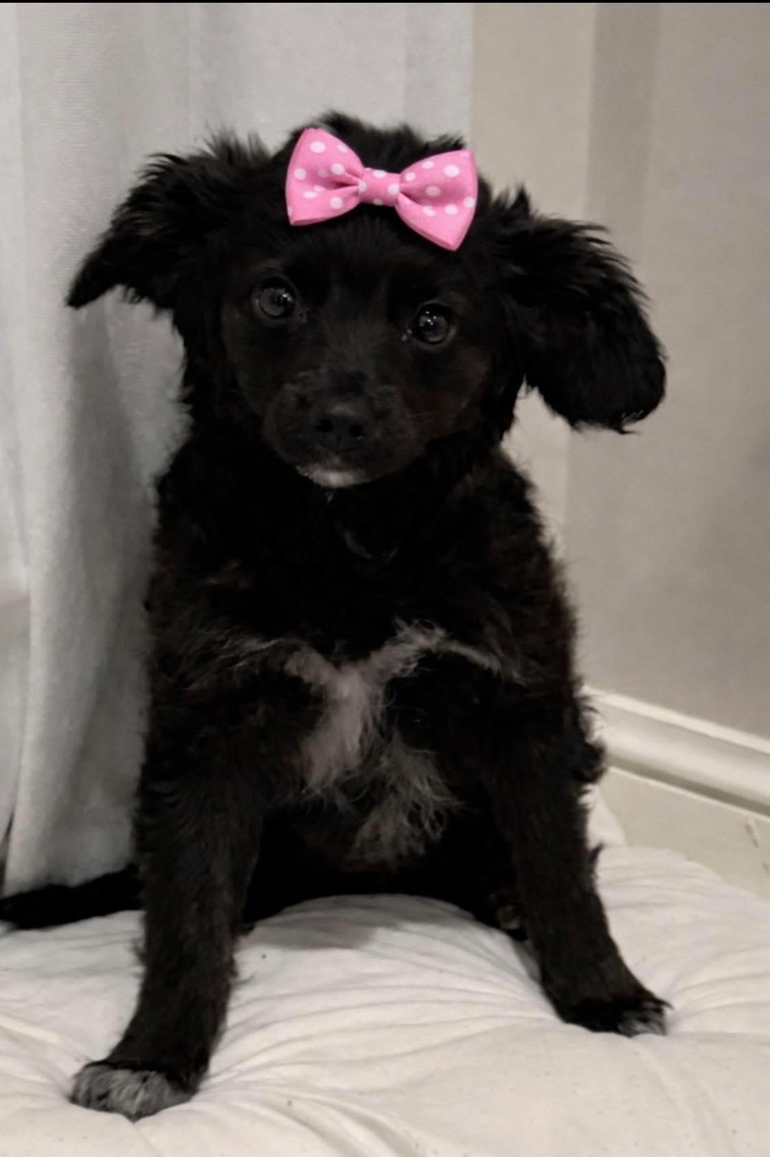 Enlarge Magic, a ADOPTABLE Aussiedoodle in Covington, TN image 1/5