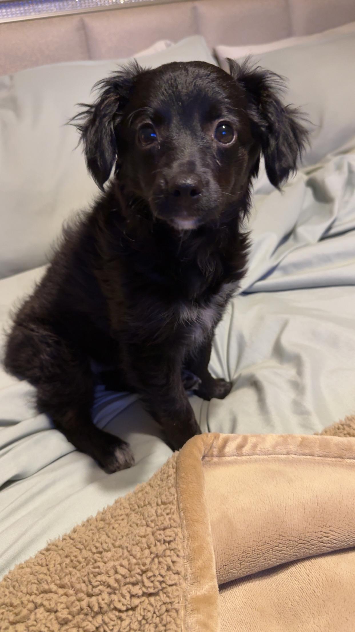 Enlarge Magic, a ADOPTABLE Aussiedoodle in Covington, TN image 4/5