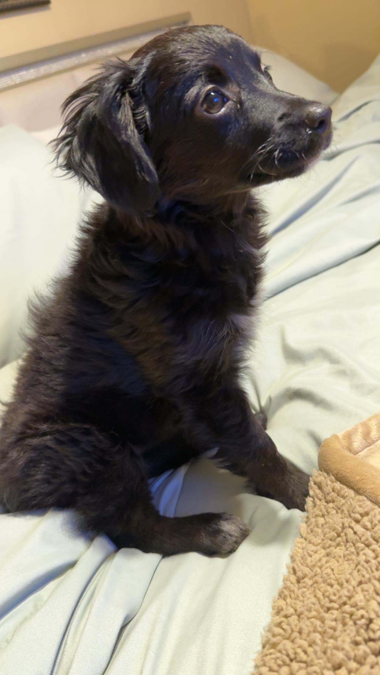 Enlarge Magic, a ADOPTABLE Aussiedoodle in Covington, TN image 2/5