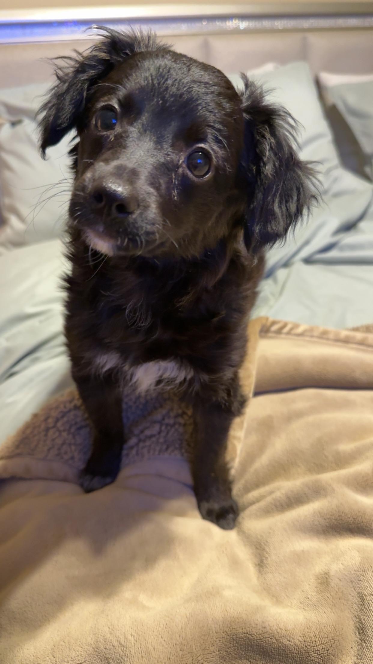Enlarge Magic, a ADOPTABLE Aussiedoodle in Covington, TN image 5/5