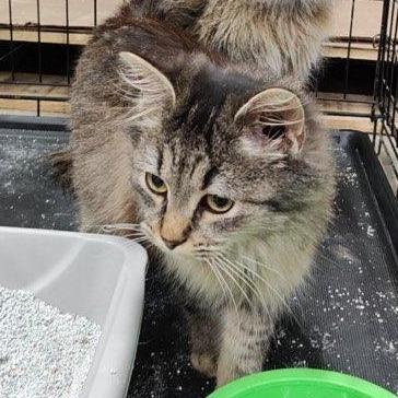 Enlarge Abigail, a Adoptable Domestic Medium Hair in Albert Lea, MN image 1/1