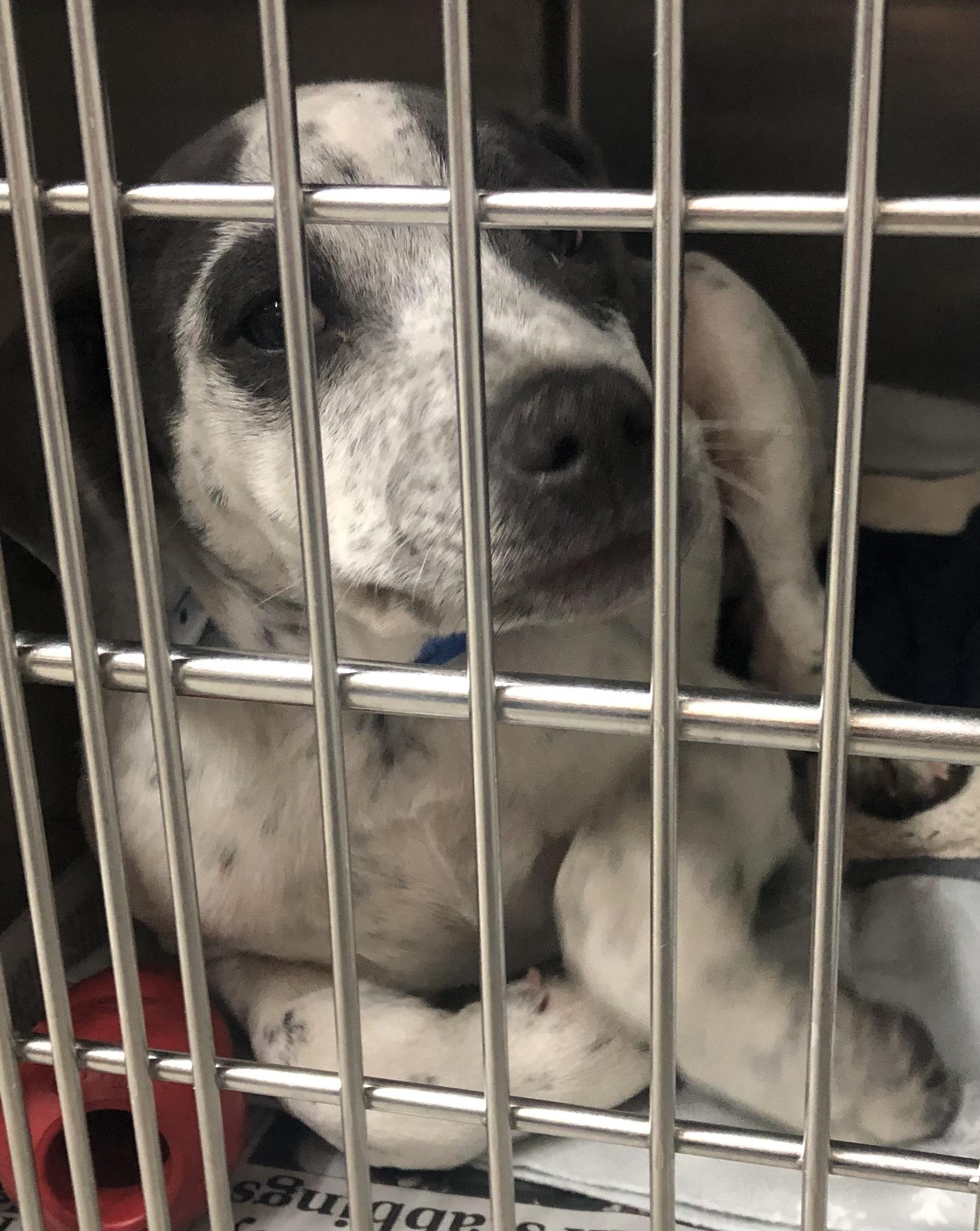 Enlarge Maverick, a ADOPTABLE mixed breed in Parma, OH image 1/1