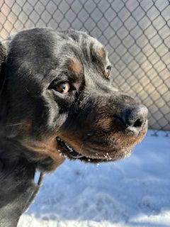 Nipsey, a Adoptable Rottweiler in Lincoln, NE image 1/6