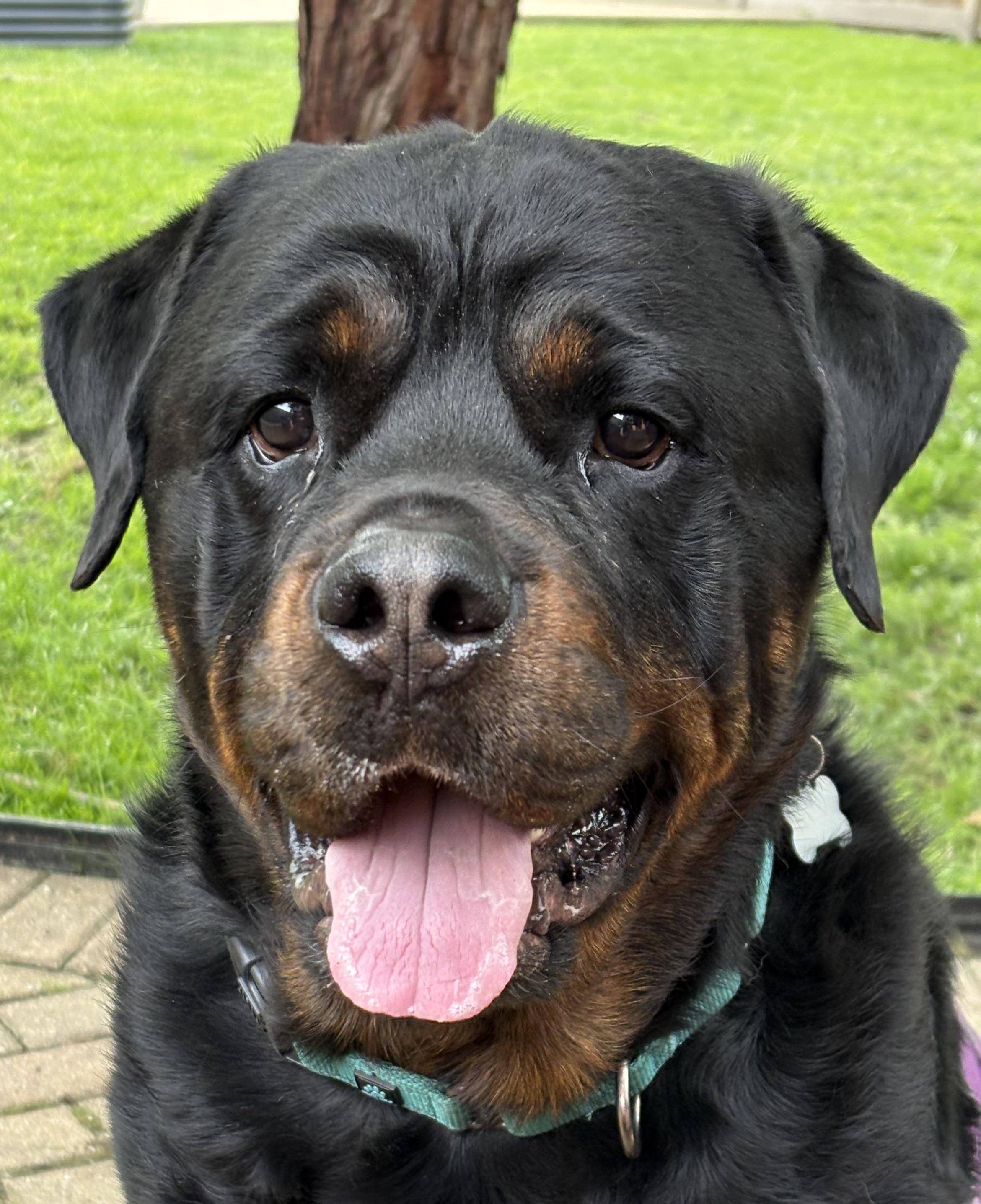 Nipsey, a Adoptable Rottweiler in Lincoln, NE image 2/6
