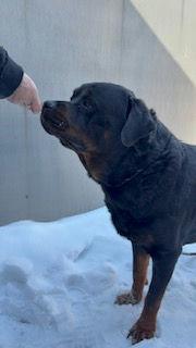Nipsey, a Adoptable Rottweiler in Lincoln, NE image 3/6