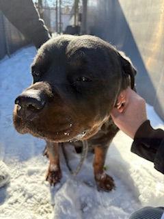 Nipsey, a Adoptable Rottweiler in Lincoln, NE image 4/6