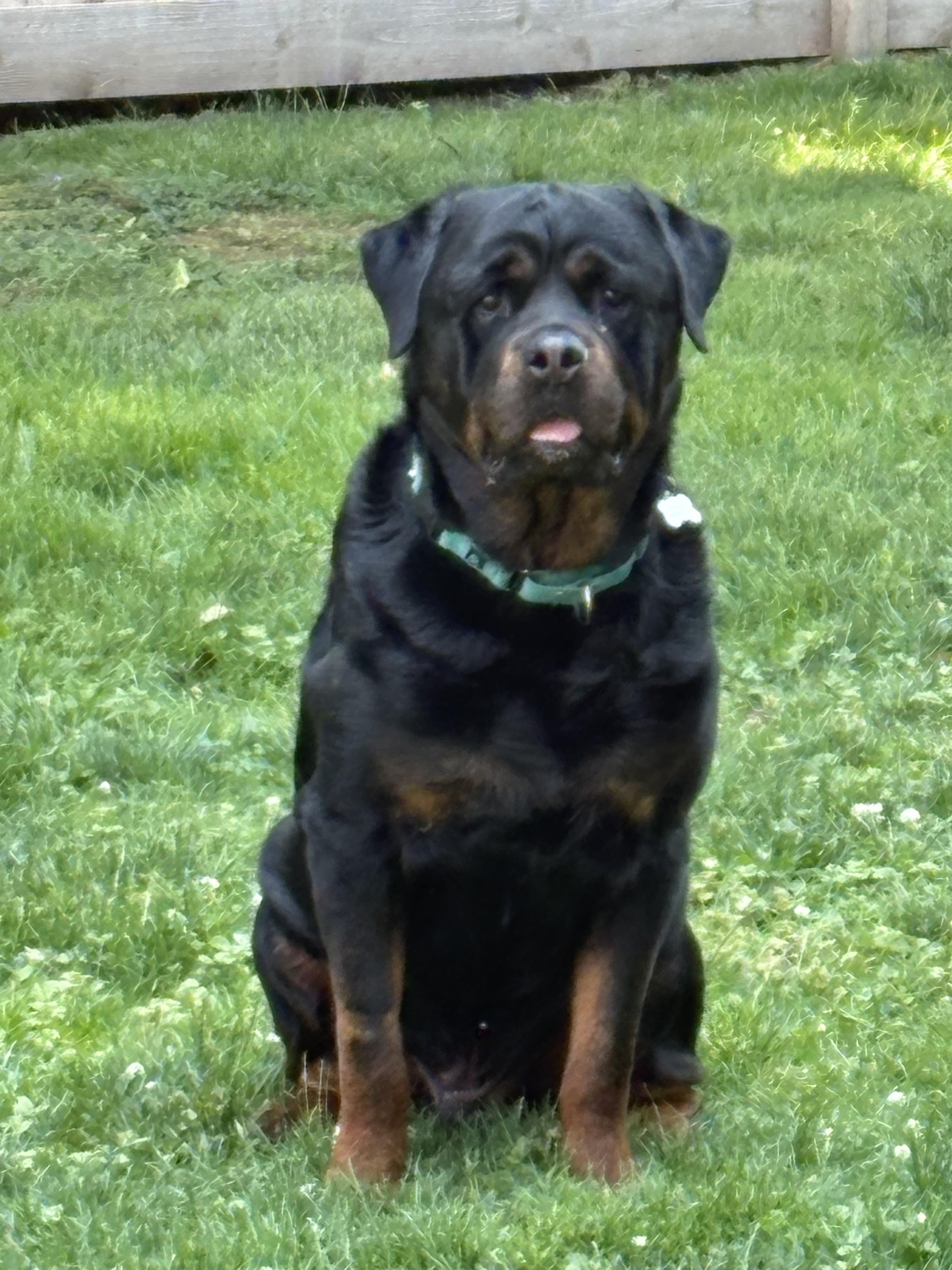 Nipsey, a Adoptable Rottweiler in Lincoln, NE image 5/6