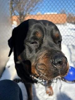 Nipsey, a Adoptable Rottweiler in Lincoln, NE image 6/6
